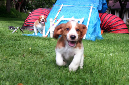 puppy agility